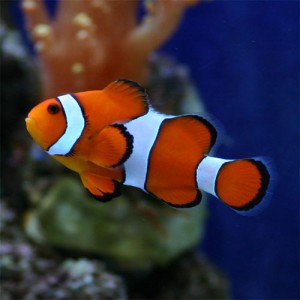 カクレクマノミ-thumb-autoxauto